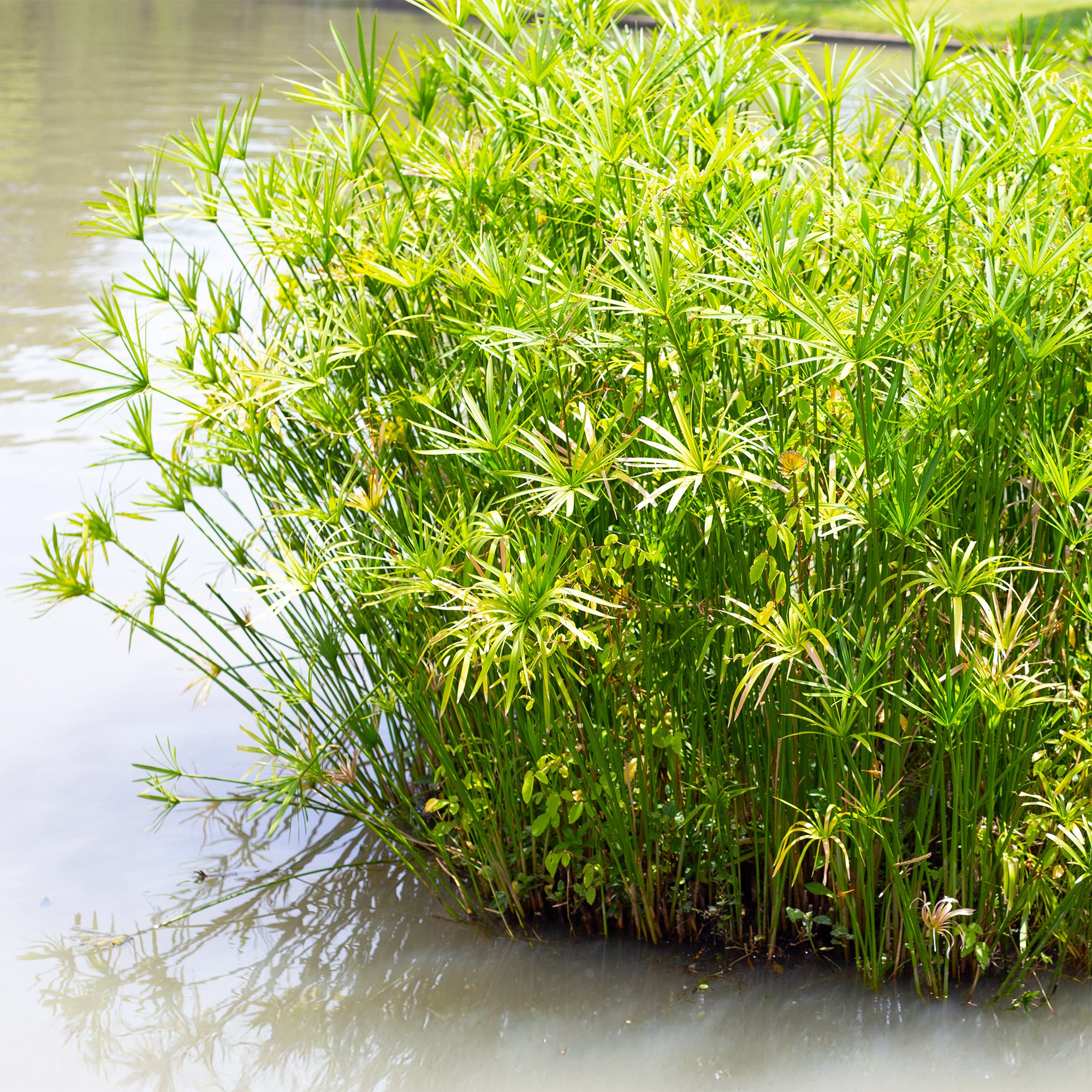 Papyrus à feuilles alternes - Cyperus alternifolius