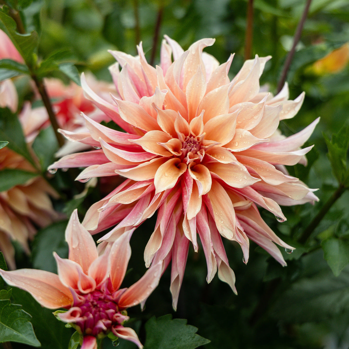 Dahlia décoratifs  Labyrinth - Willemse