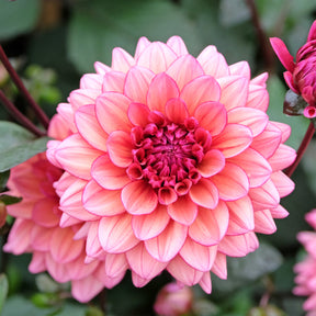 Dahlia Molly Raven - Dahlia Molly Raven - Willemse