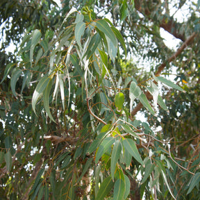 Eucalyptus citronné - Eucalyptus citriodora - Willemse
