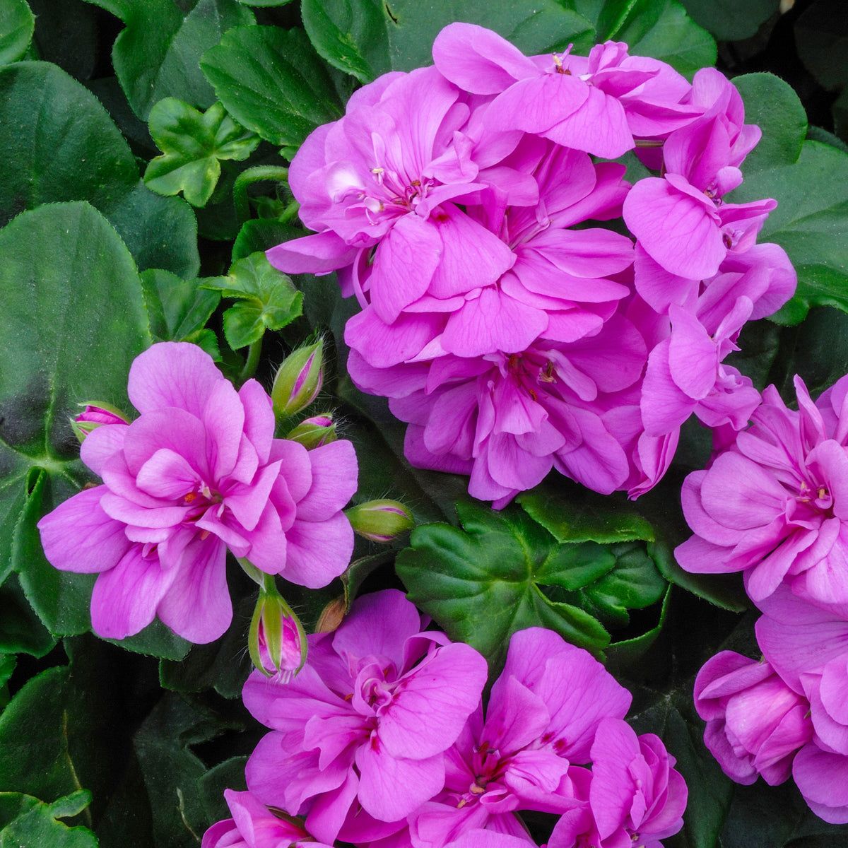 Géranium lierre double Lilas - Pelargonium peltatum lilac