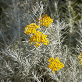 Herbe à curry Aladin - Immortelle de Corse - Willemse