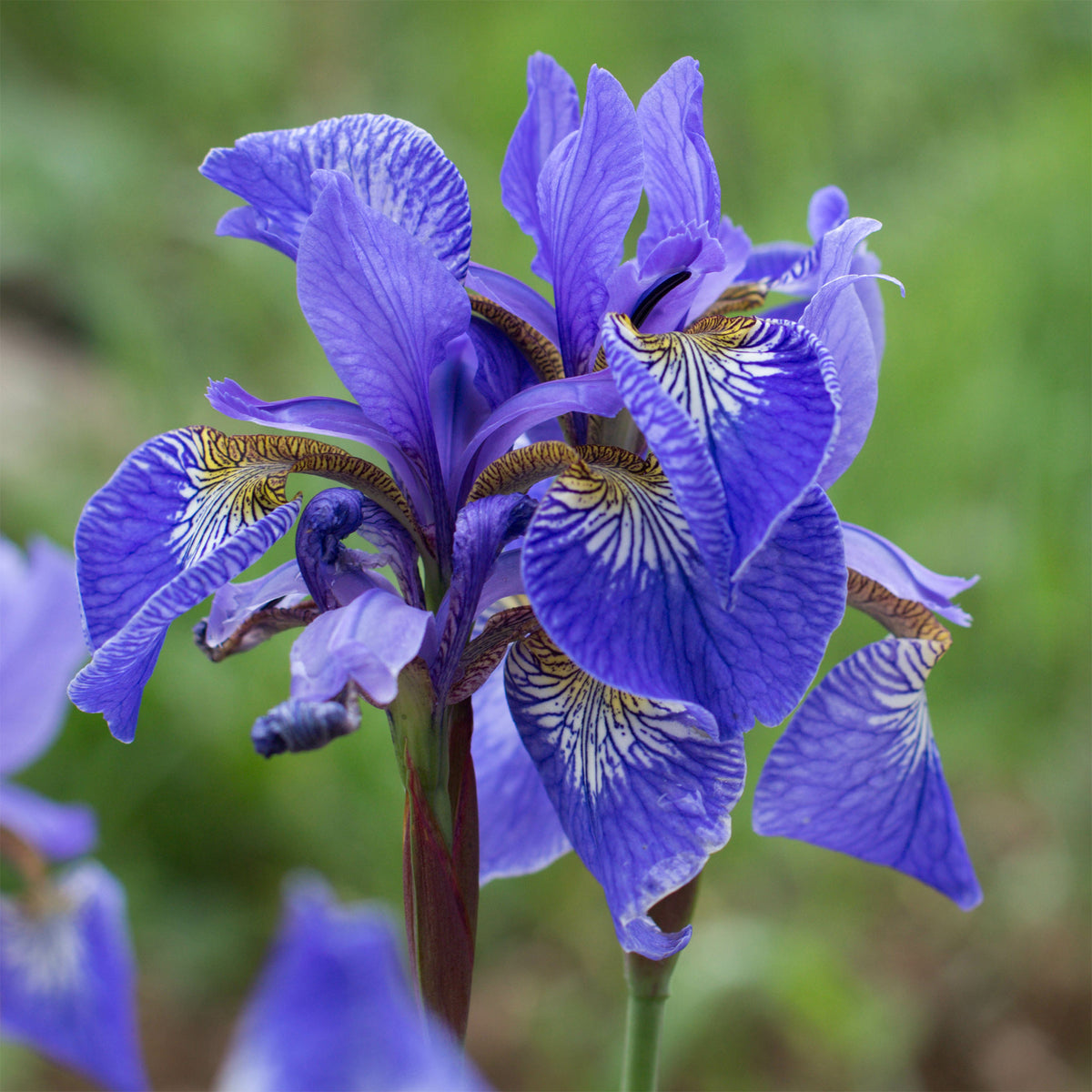 Iris Des Marais Fleurs Bleues Iris Pseudacorus Blue iris-des-marais-fleurs-bleues-iris-pseudacorus-blue
