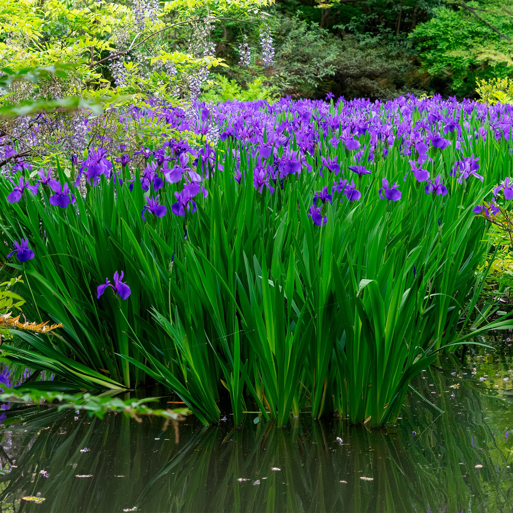 Iris des marais à fleurs bleues - Willemse