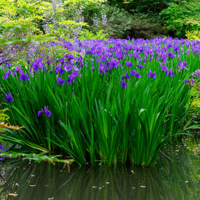 Iris des marais à fleurs bleues - Willemse