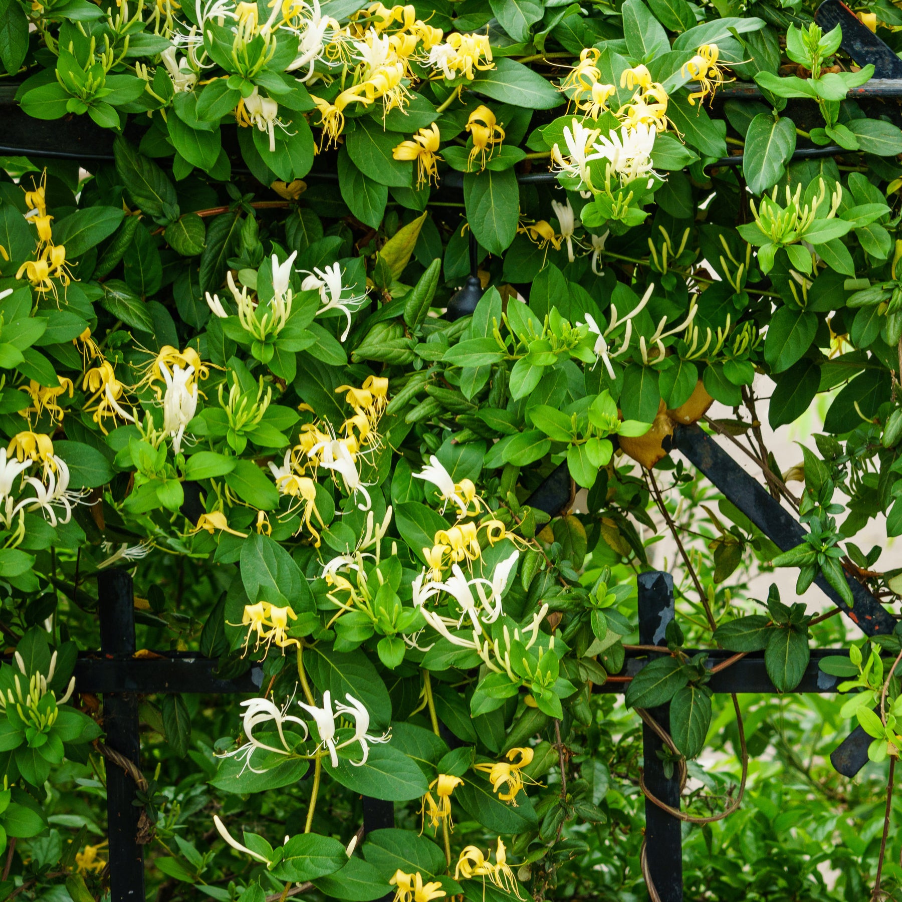Chèvrefeuille du Japon Hall's Prolific - Lonicera japonica Hall's Prolific - Willemse