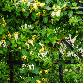 Chèvrefeuille du Japon Hall's Prolific - Lonicera japonica Hall's Prolific - Willemse