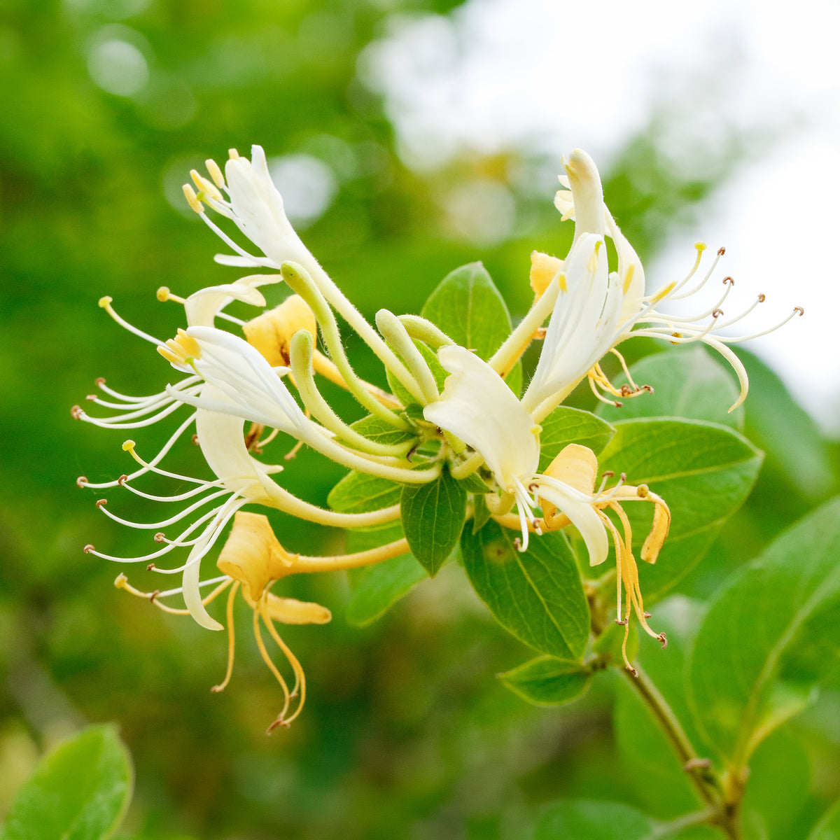 Chèvrefeuille du Japon Halliana - Lonicera japonica Halliana - Willemse