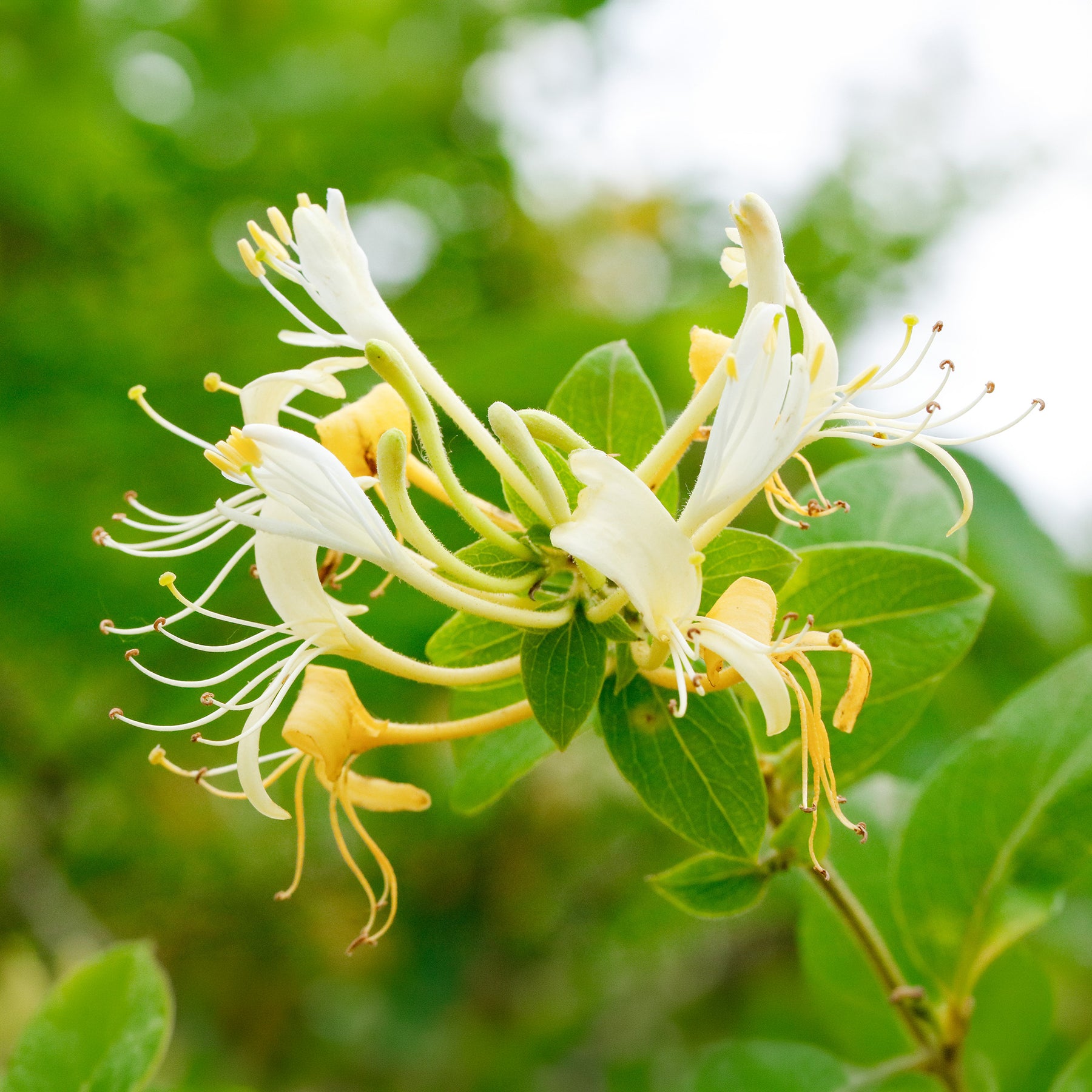 Chèvrefeuille du Japon Halliana - Lonicera japonica Halliana - Willemse