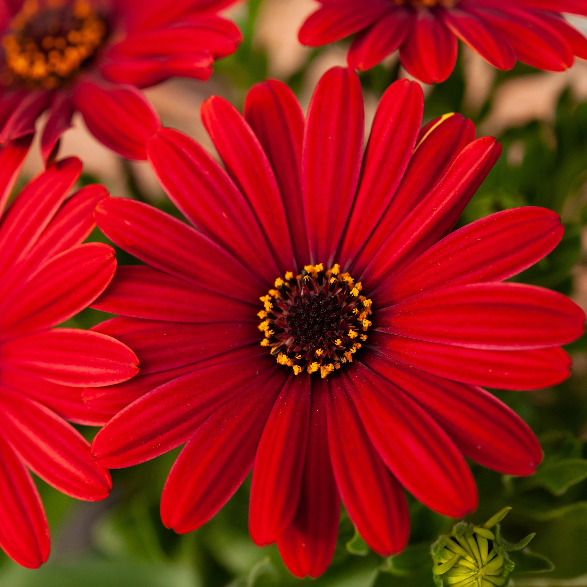 Marguerite Rouges Marguerite du Cap rouge - Oestospermum - Osteospermum rouge