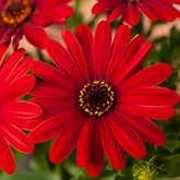 Marguerite du Cap rouge - Oestospermum - Willemse
