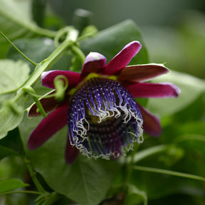 Grenadille sauvage - Passiflores - Willemse