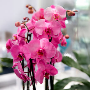 Iron Orchid Designs Transfert amoureux des fleurs - France Iron Orchid Designs Transfert amoureux des fleurs - France