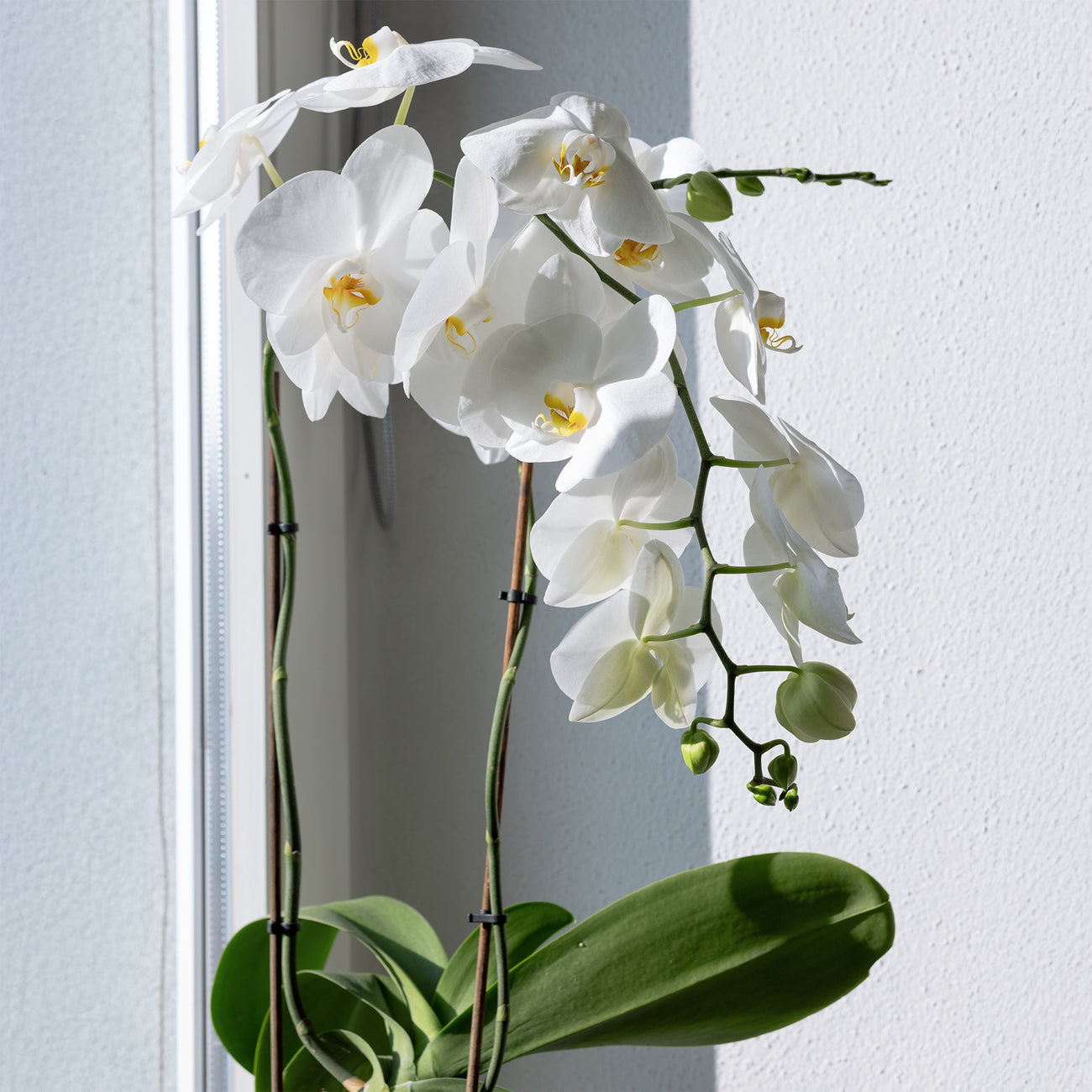 Orchid e Blanche Floraison Facile En Int rieur Willemse