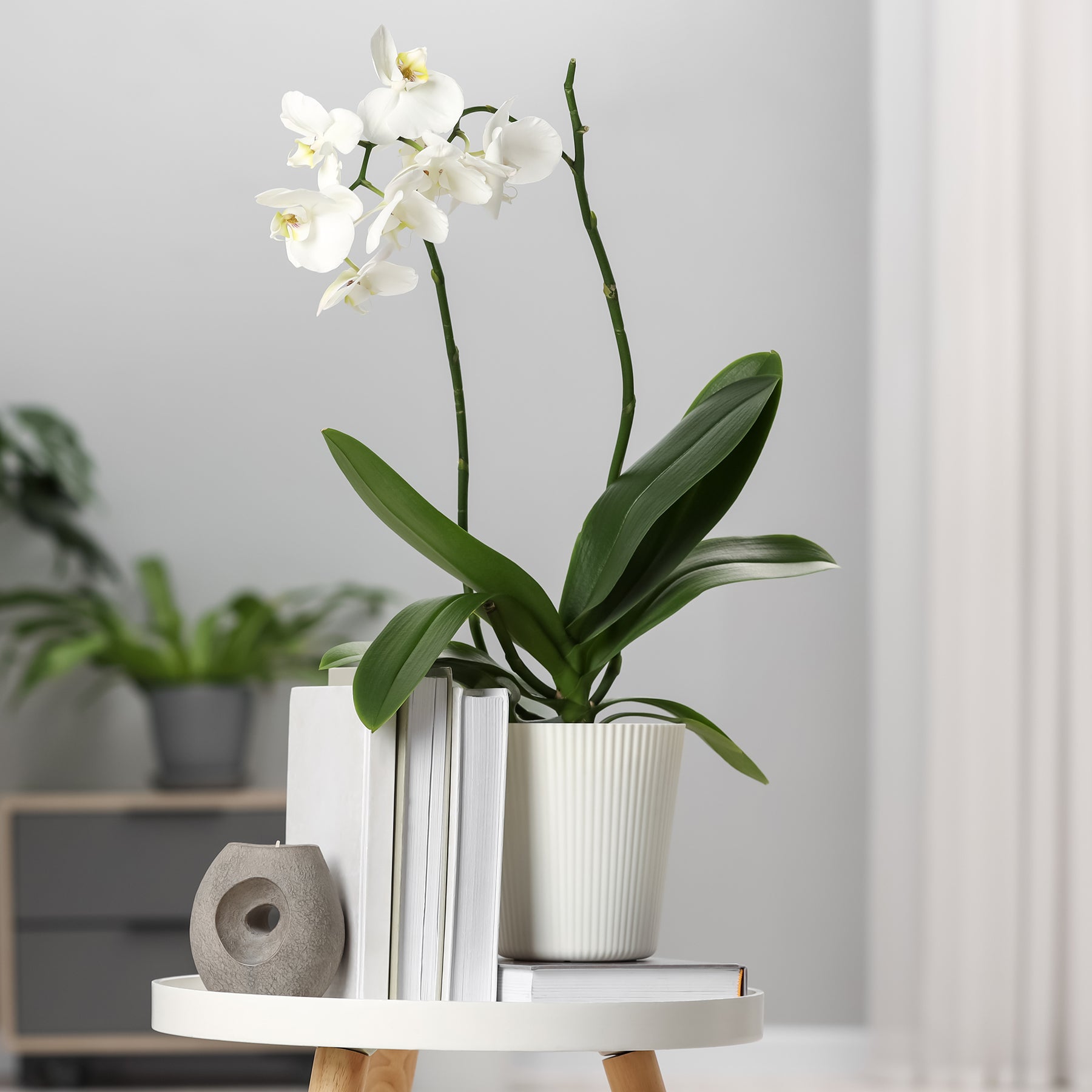 Phalaenopsis white - Orchidée blanche - Plantes fleuries