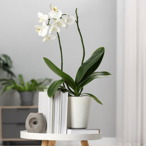 Phalaenopsis white - Orchidée blanche - Plantes fleuries