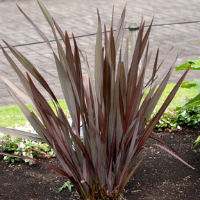 Phormium tenax Black Adder ® - Phormium Black Adder ® - Lin de Nouvelle-Zélande - Lin de nouvelle Zélande