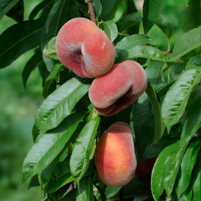 Vente Pêcher Saturne
