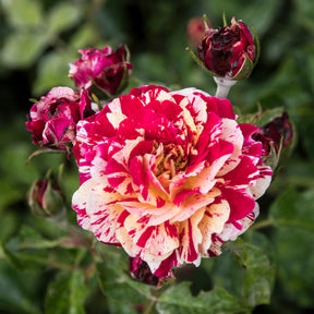 Rosiers à fleurs groupées polyantha - Rosier buisson Abracadabra® Koramsaro - Rosa Abracadabra® Koramsaro