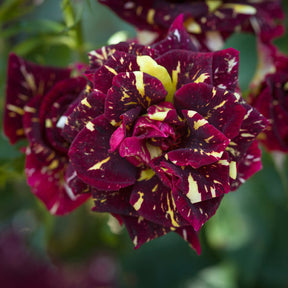 Rosa Abracadabra® Koramsaro - Rosier buisson Abracadabra® Koramsaro - Rosiers à fleurs groupées polyantha