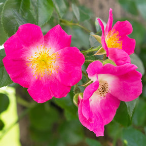 Rosier liane American Pillar - Willemse