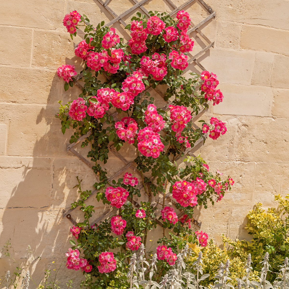 Rosier liane American Pillar - Willemse