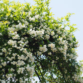 Rosier grimpant de Banks Alba Plena - Willemse