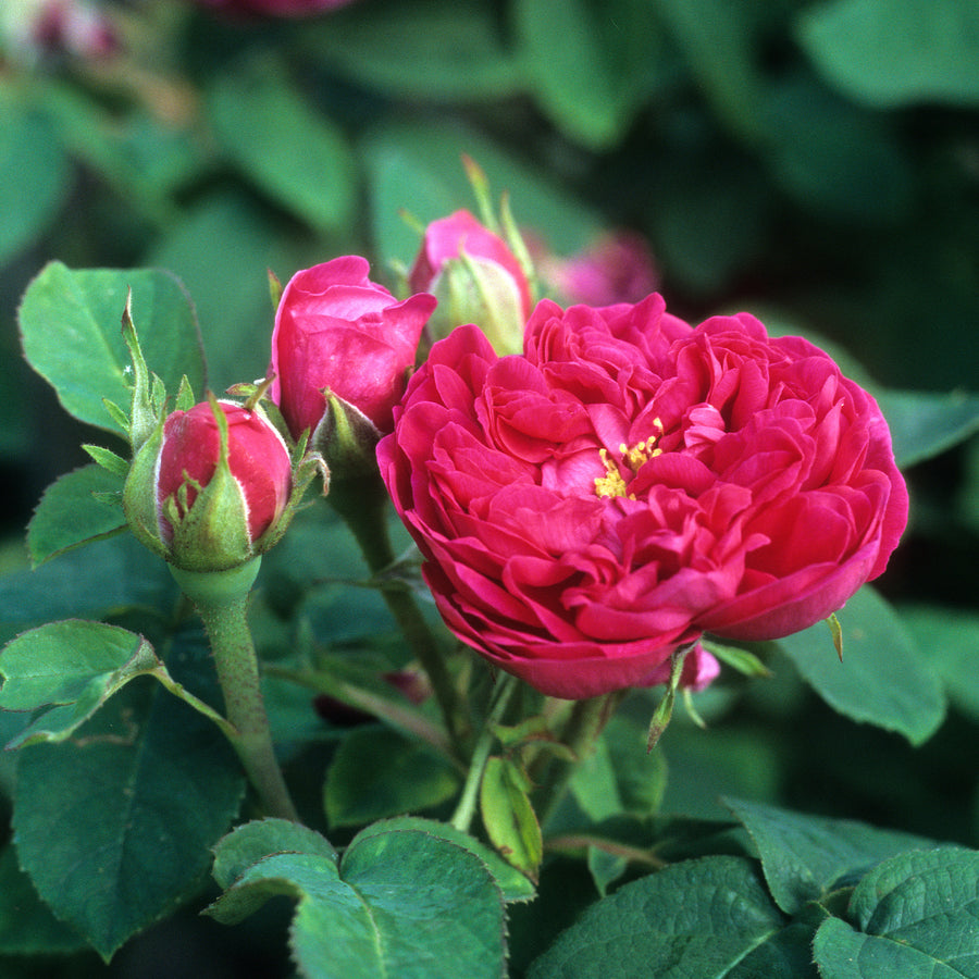 Rosier ancien Rose de Rescht - Rosa Rose de Rescht