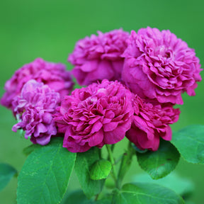 Rosiers anciens - Rosier ancien Rose de Rescht - Rosa Rose de Rescht