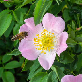 Rosiers botaniques - Eglantier odorant - Rosa rubiginosa