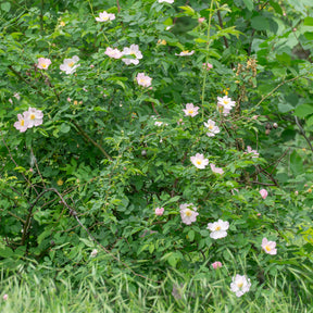 Vente Eglantier odorant - Rosa rubiginosa