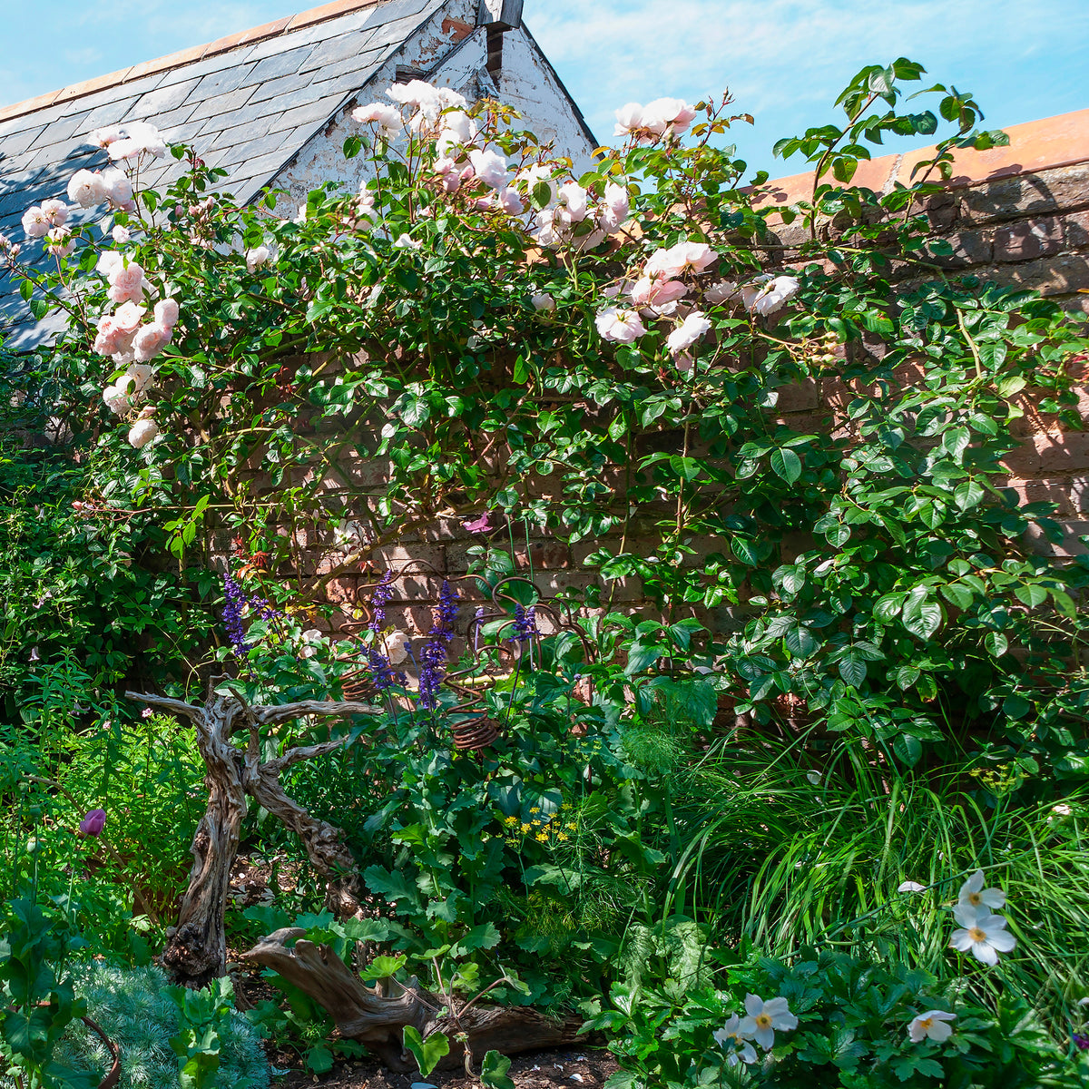Rosier anglais grimpant The Generous Gardener® Ausdrawn - Willemse