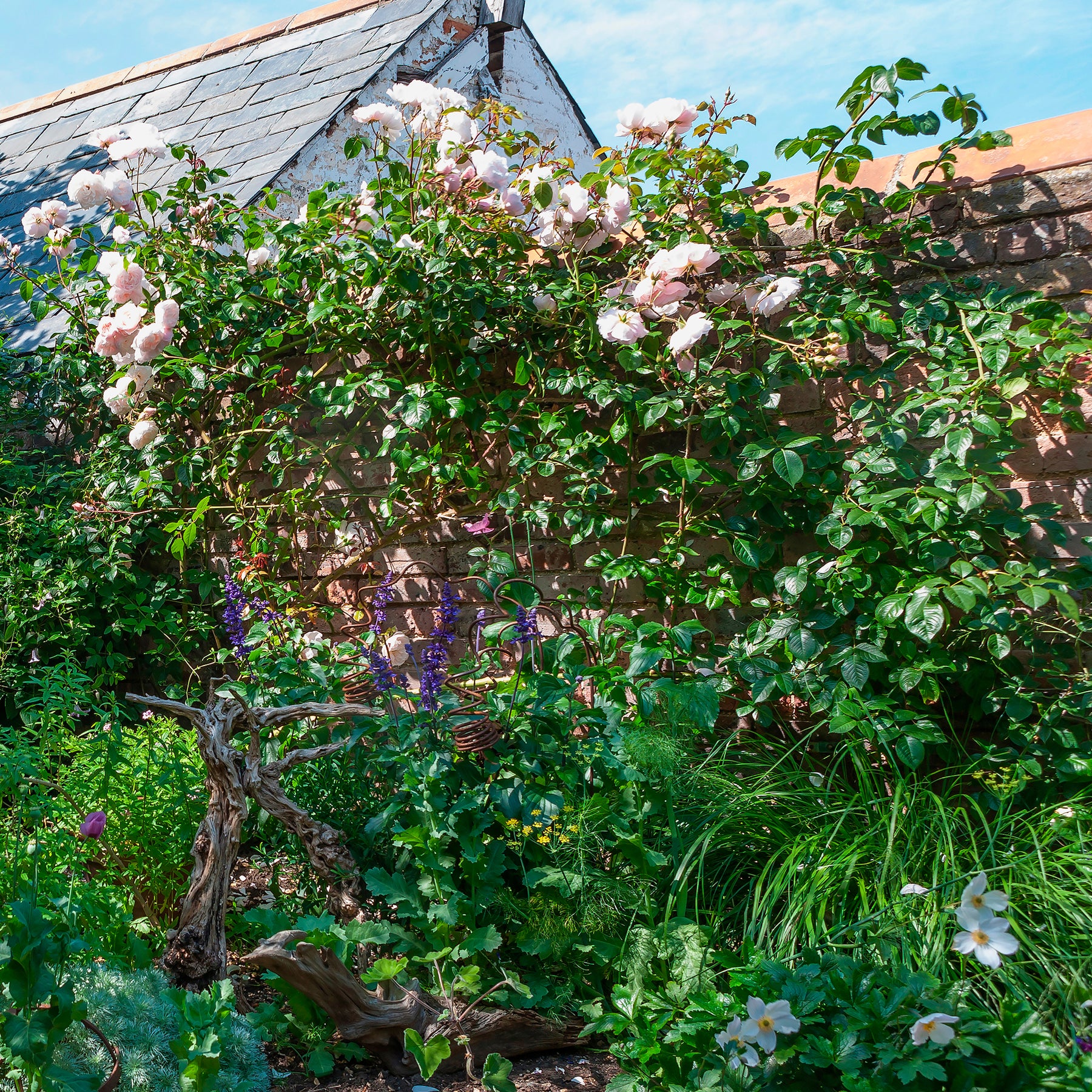 Rosier anglais grimpant The Generous Gardener® Ausdrawn - Rosa The Generous Gardener® Ausdrawn - Willemse