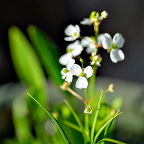 Plantes de berges - Sagittaire graminiforme - Sagittaria graminea