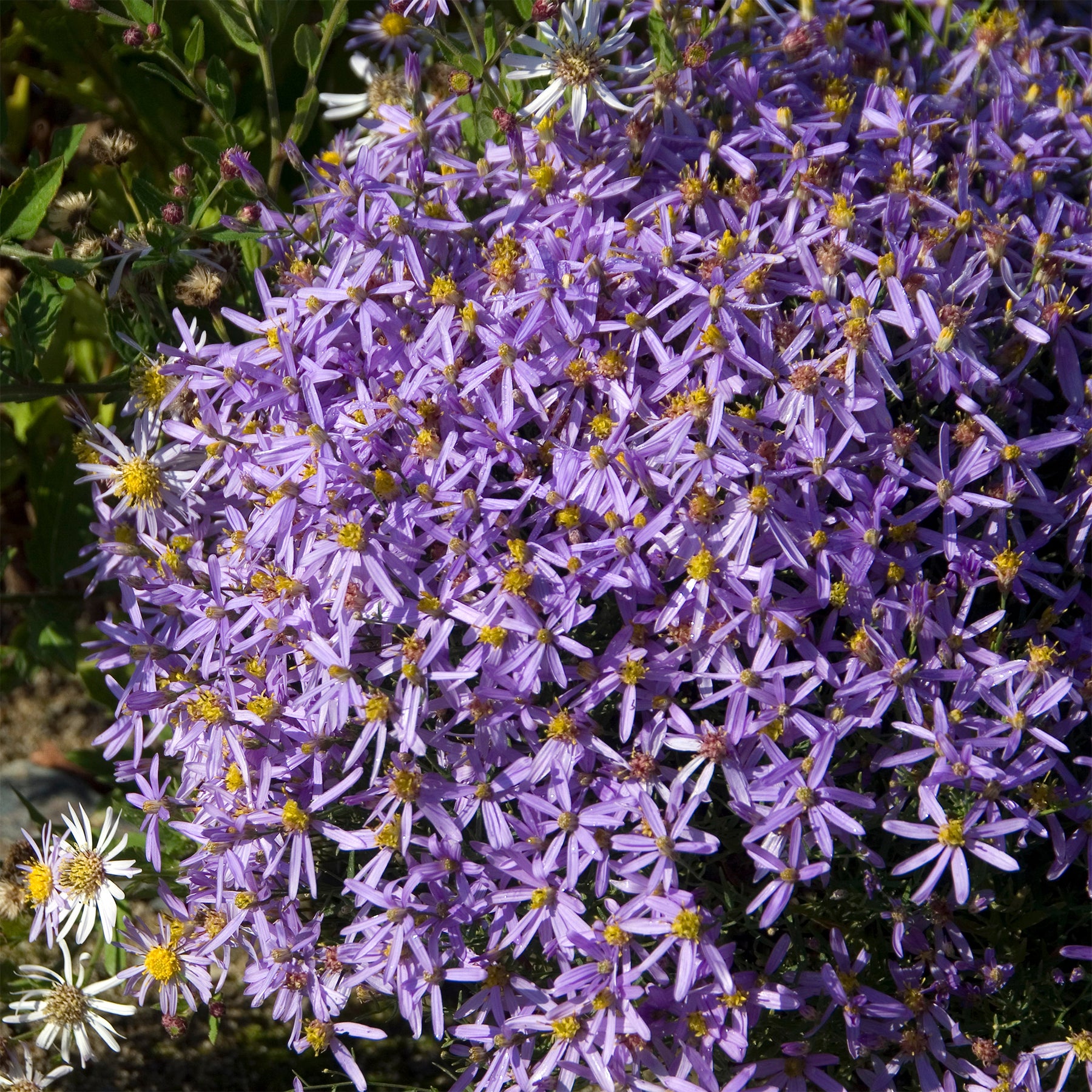 Aster sedifolius Nanus - Aster nain à feuilles de sedum - Aster