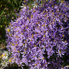 Aster sedifolius Nanus - Aster nain à feuilles de sedum - Aster