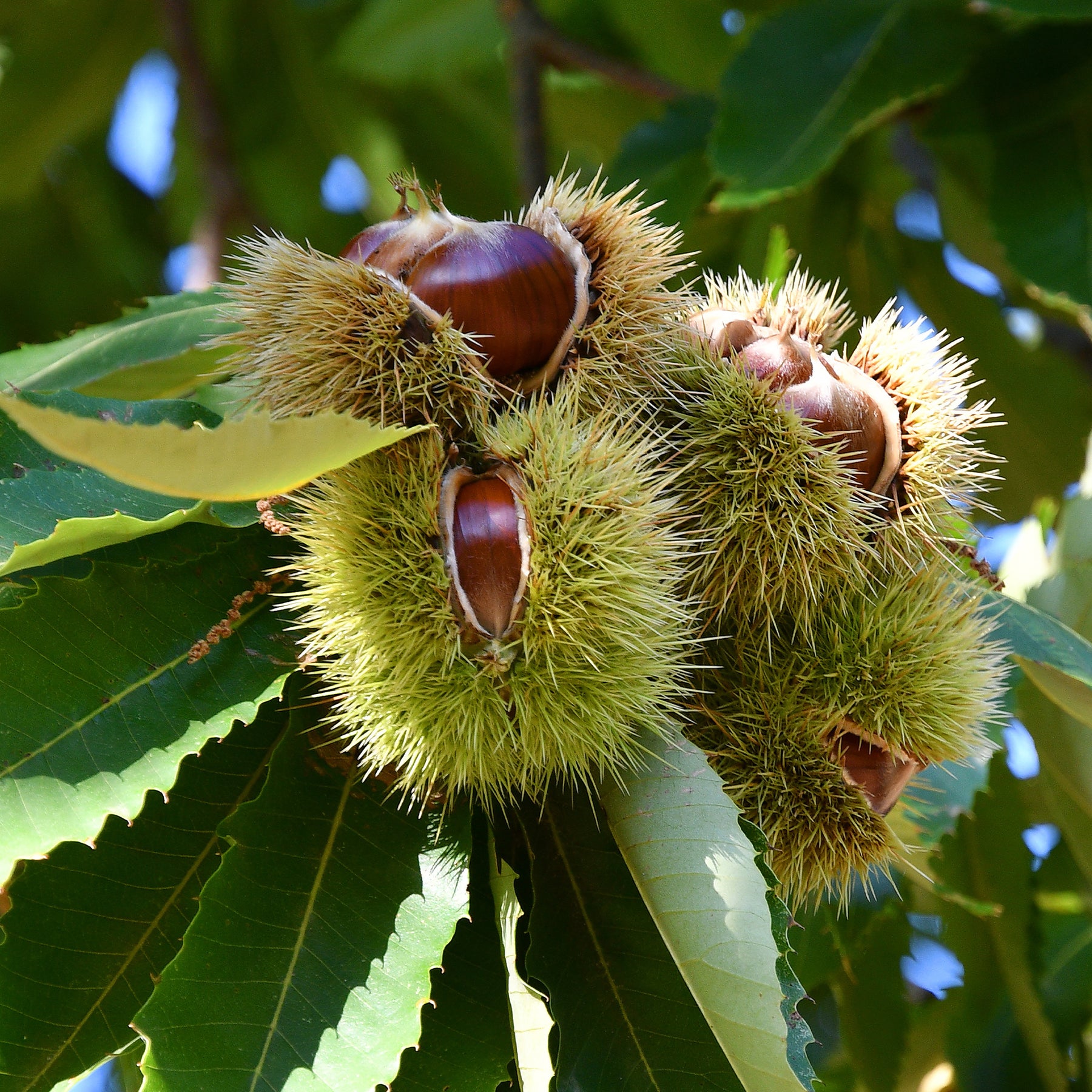 Châtaignier Bouche de Bétizac - Willemse