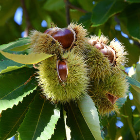 Châtaignier Bouche de Bétizac - Willemse
