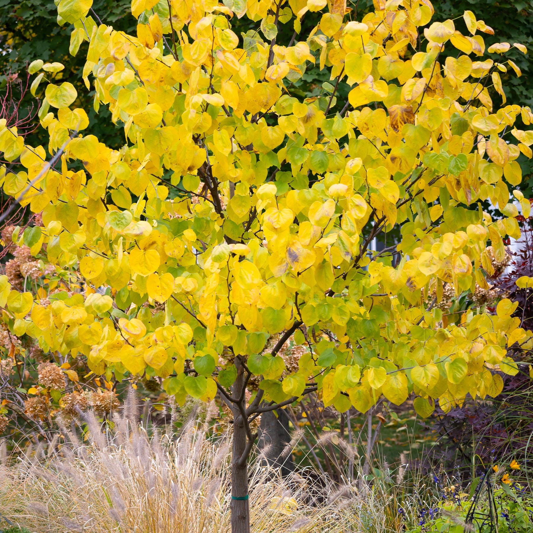 Cercis canadensis - Gainier du Canada - Gainier - Cercis