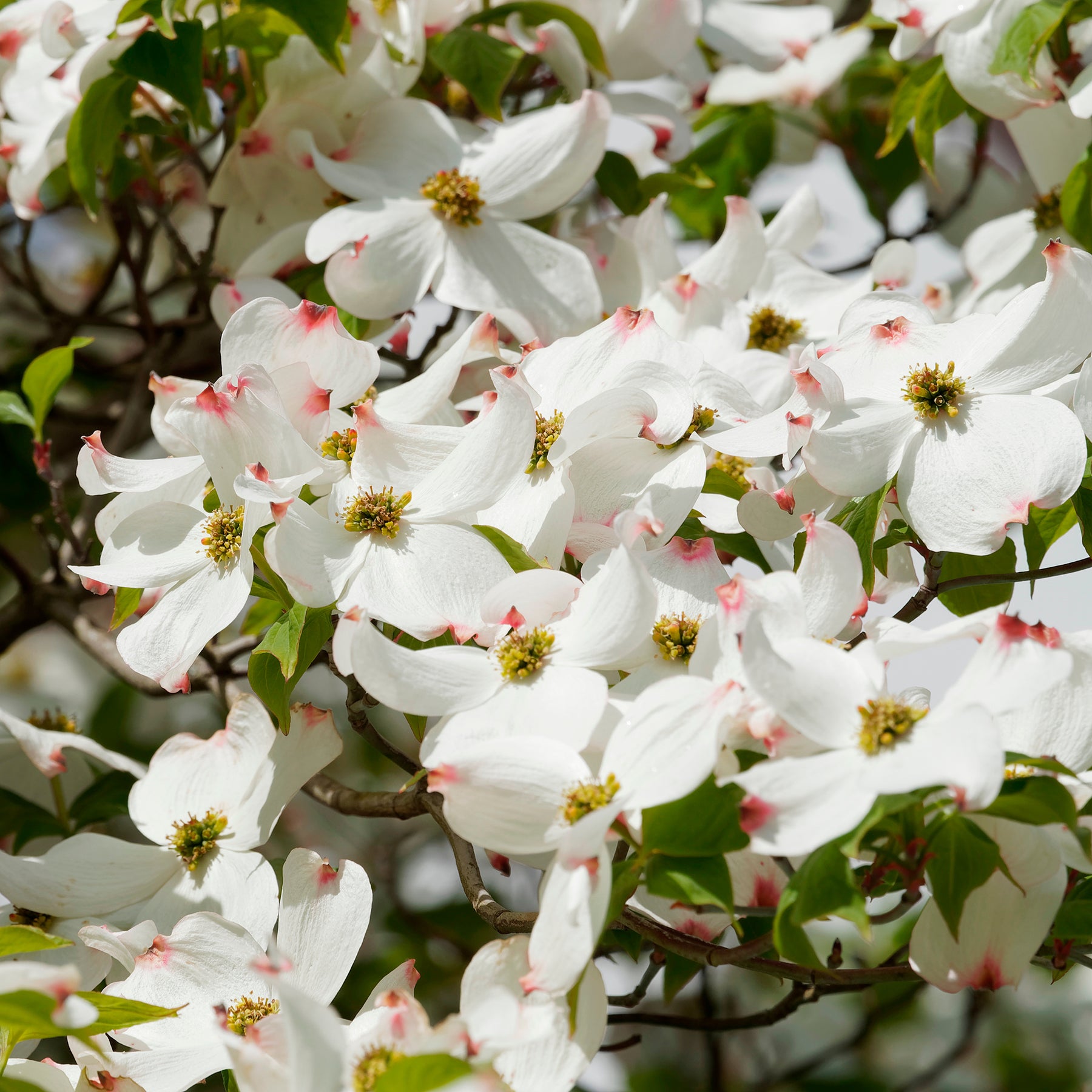 Cornus florida - Cornouiller à fleurs de Floride - Cornouillers