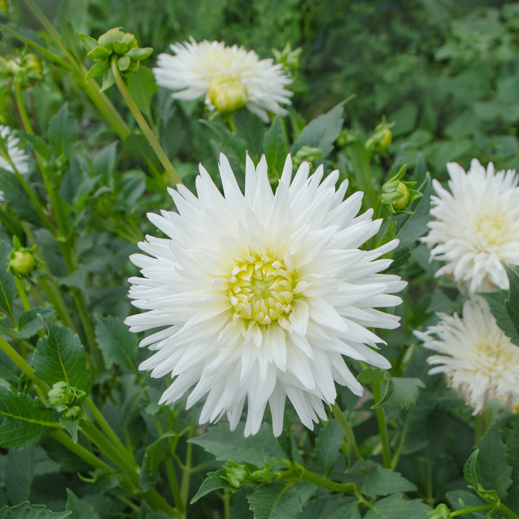 Dahlia My Love - Dahlia cactus My Love - Dahlia
