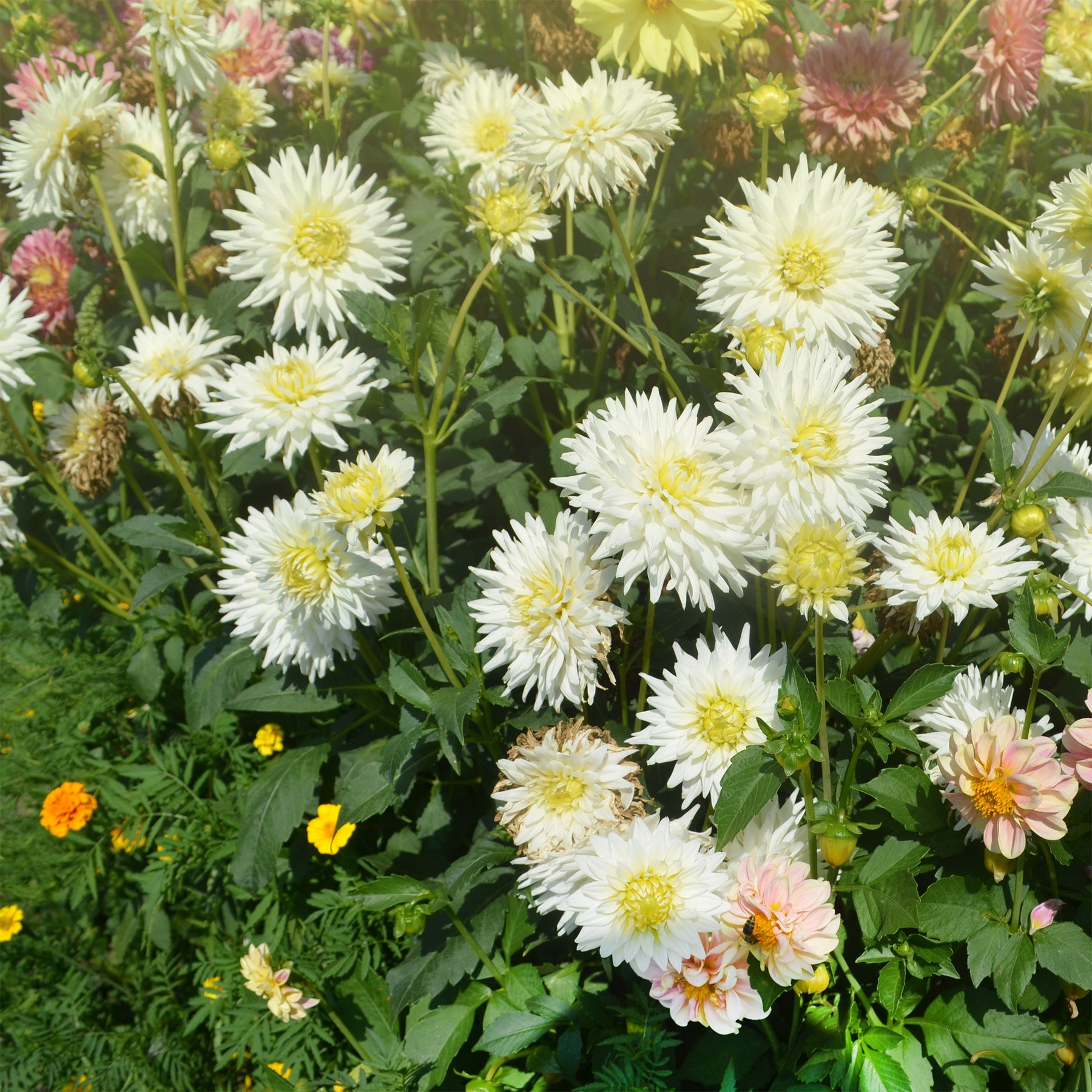 Dahlia cactus My Love - Dahlia My Love - Willemse