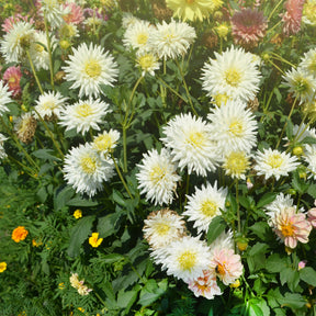 Dahlia cactus My Love - Dahlia My Love - Willemse