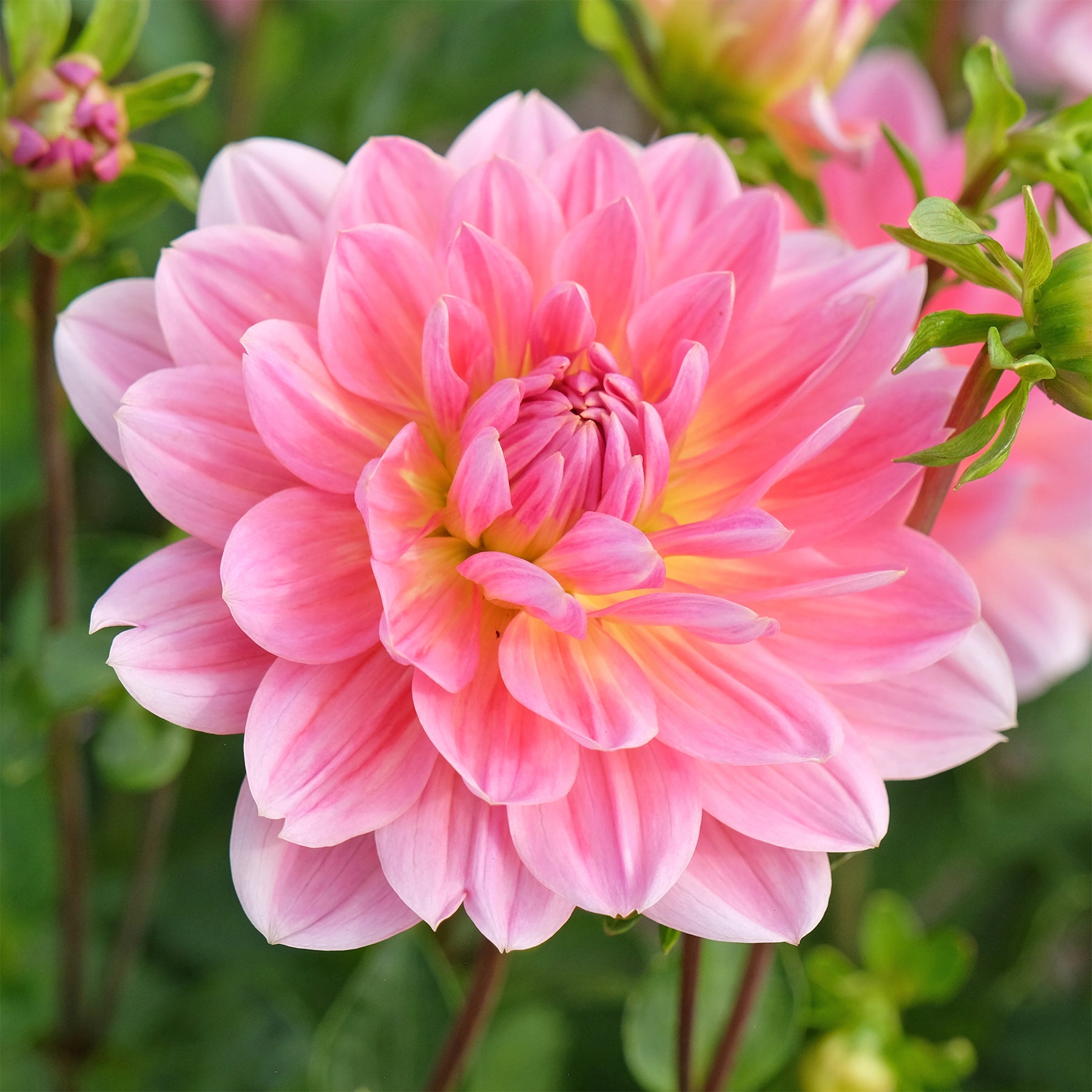 Dahlia - Dahlia Twiggy - Dahlia Twiggy