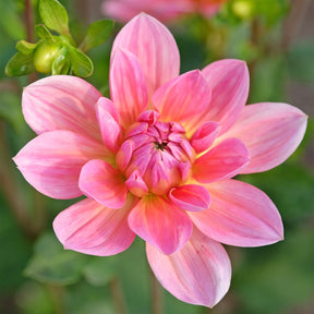 Dahlia Twiggy - Dahlia Twiggy - Dahlia