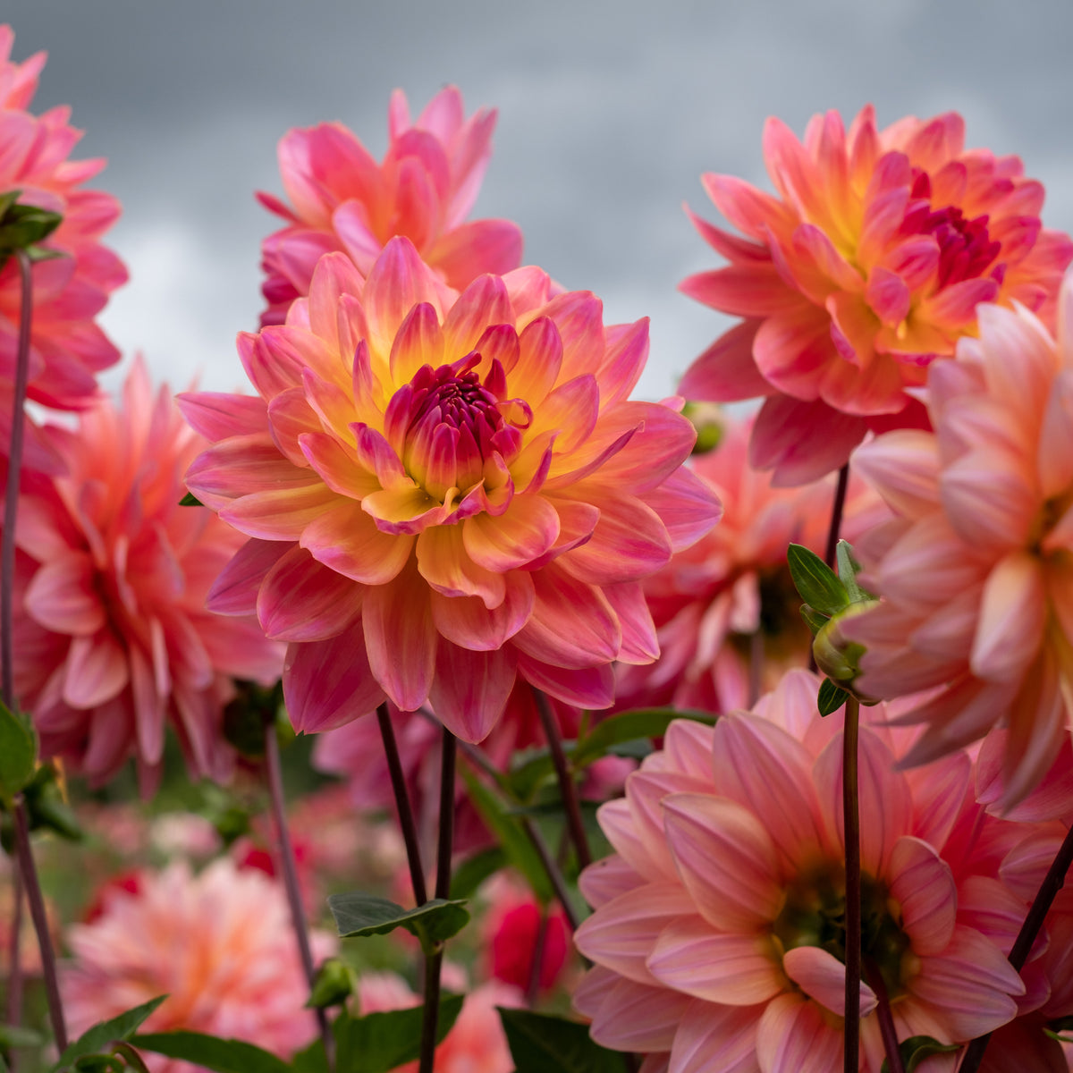 Dahlia Twiggy - Dahlia Twiggy - Willemse