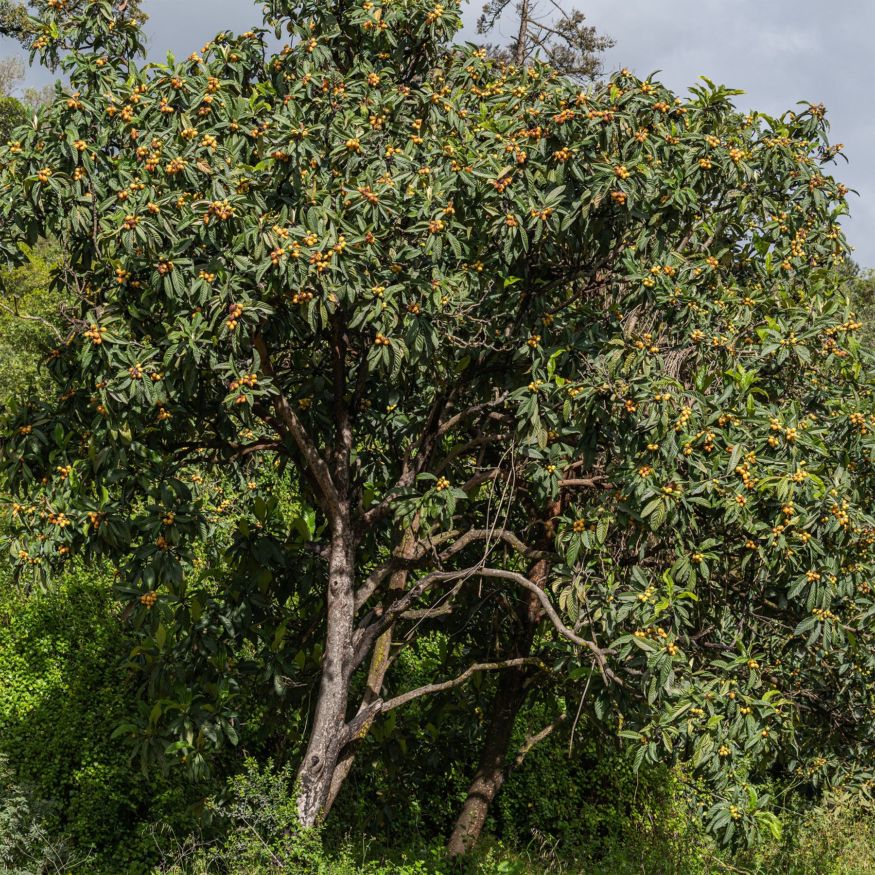 Néflier du Japon - Eriobotrya japonica - Willemse