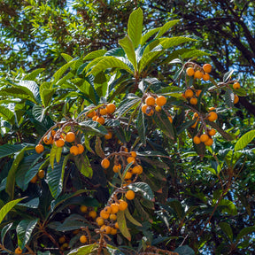 Fruitiers originaux - Néflier du Japon - Eriobotrya japonica