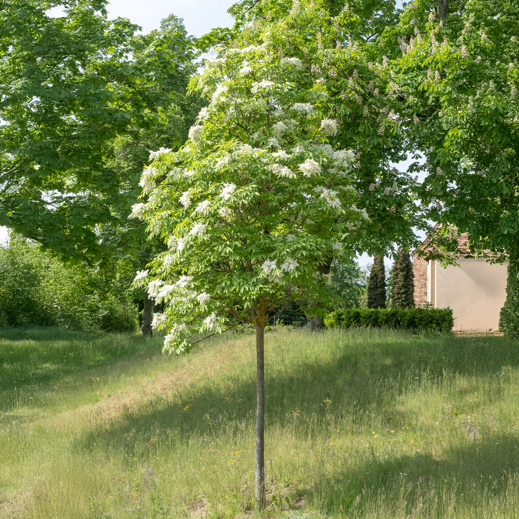 Frêne à fleurs - Willemse
