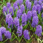 Hyacinthus orientalis Blue Jacket - Jacinthe Blue Jacket - Jacinthe